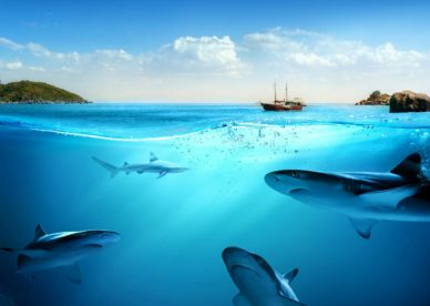 Underwater Wallpapers Ocean Free Images HD Wallpapers Backgrounds Images